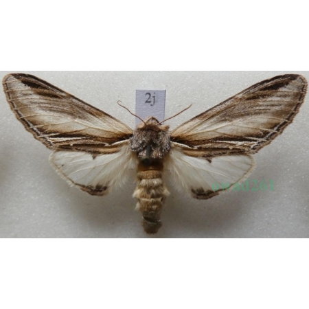 Pheosia tremula (Clerck, 1759) female Garbatka osinówka Czech2j